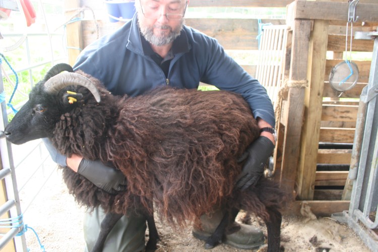gimmer35-1